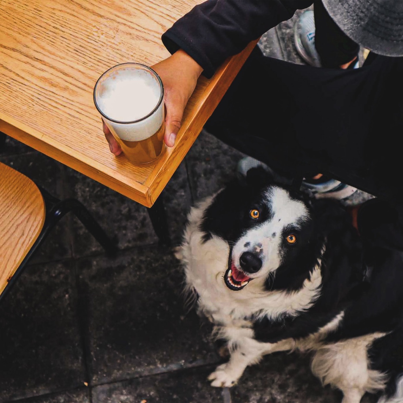 Un border collie mira a la cámara junto a la mesa mientras su dueño sostiene una cerveza